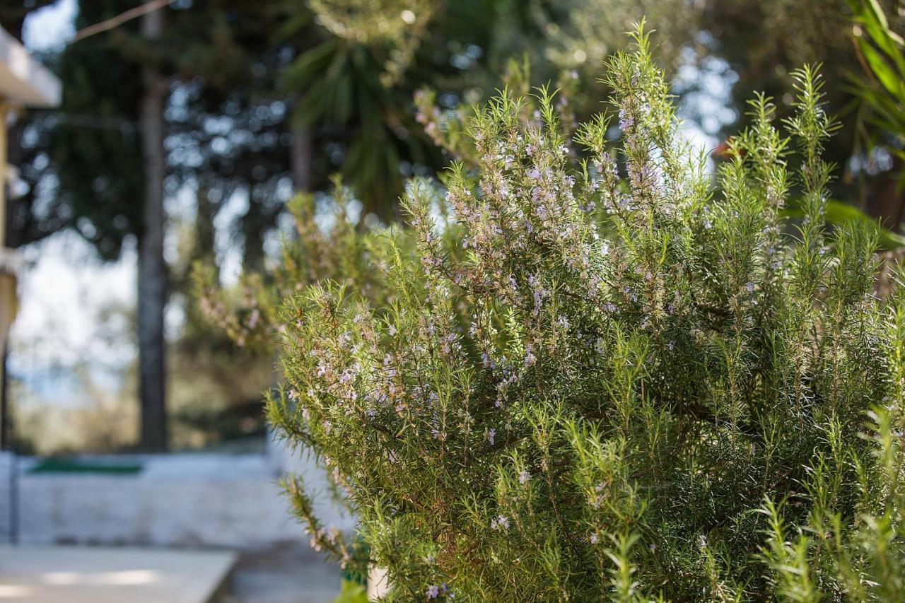 Olive Grove Poolside Aparthotel *
